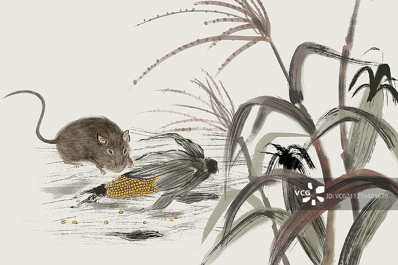 老鼠正在偷吃玉米图片素材