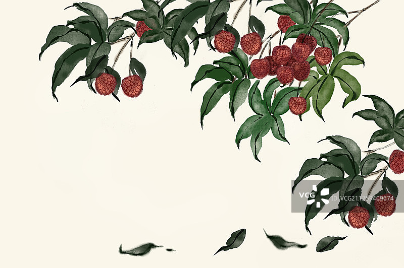 长满果实的荔枝树图片素材