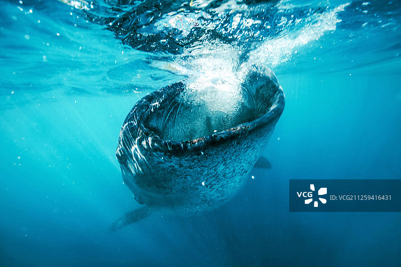 鲸鲨图片素材