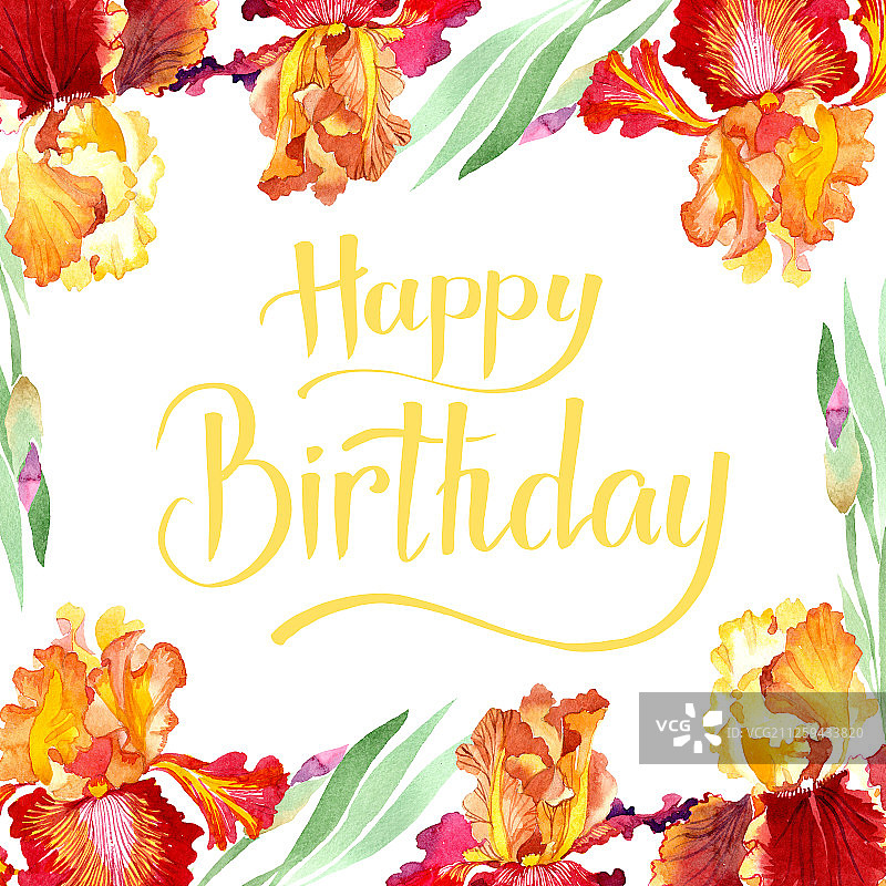 红色大胆相遇鸢尾花植物花卉水彩背景插图，边框装饰方块图片素材