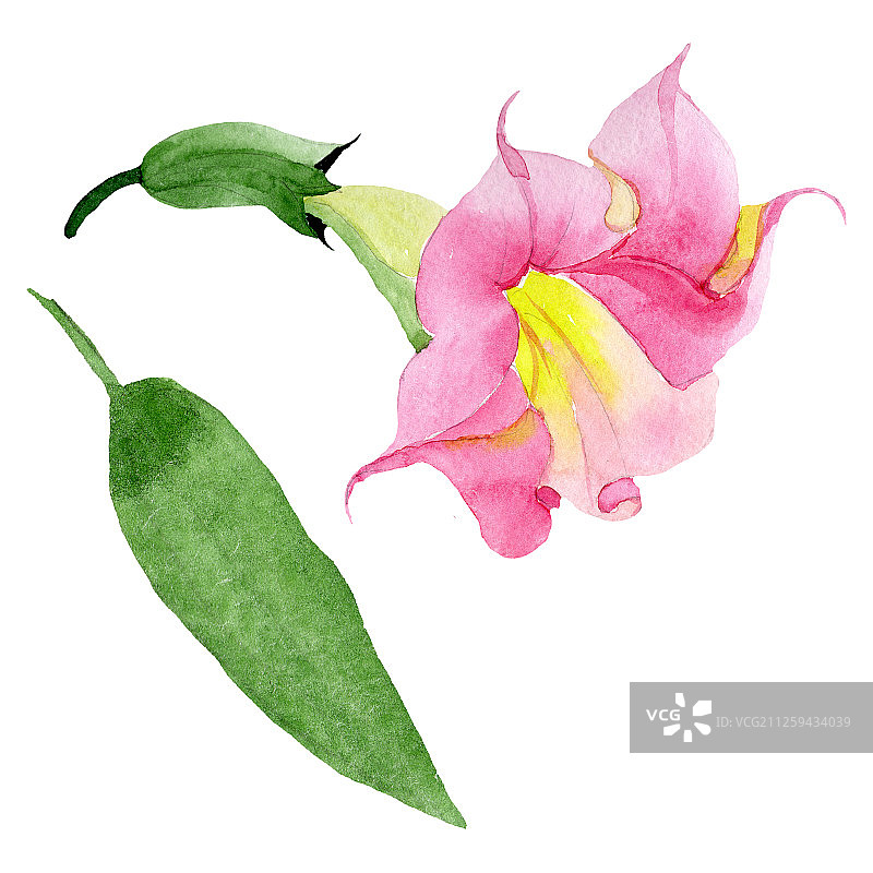 粉色曼陀罗花卉植物水彩背景，曼陀罗花元素插画图片素材