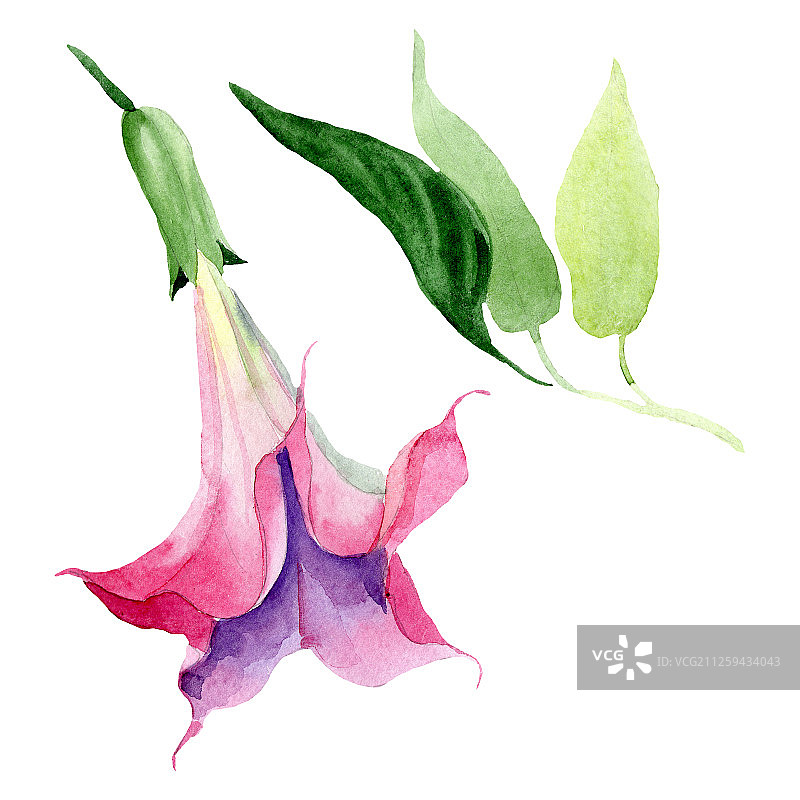 粉色曼陀罗花卉植物水彩背景，曼陀罗花元素插画图片素材