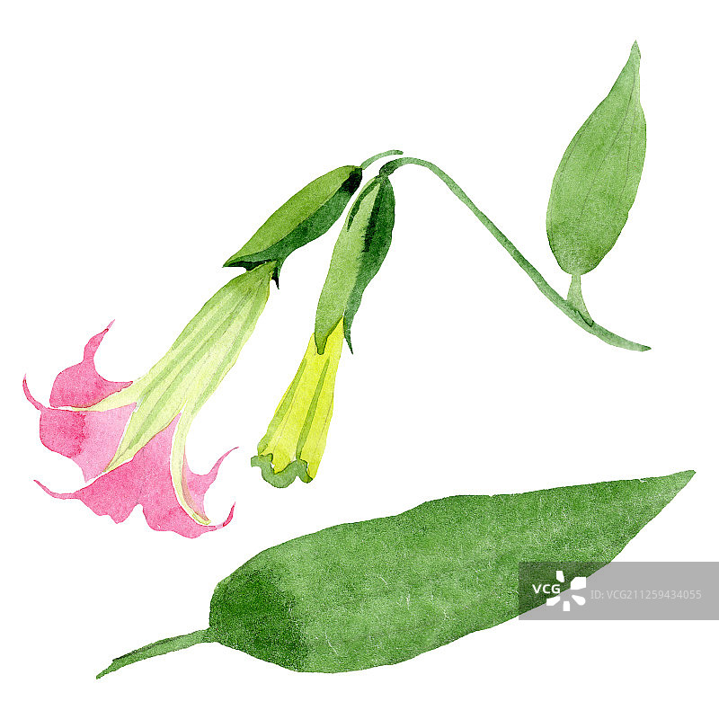 粉色曼陀罗花卉植物水彩背景，曼陀罗花元素插画图片素材