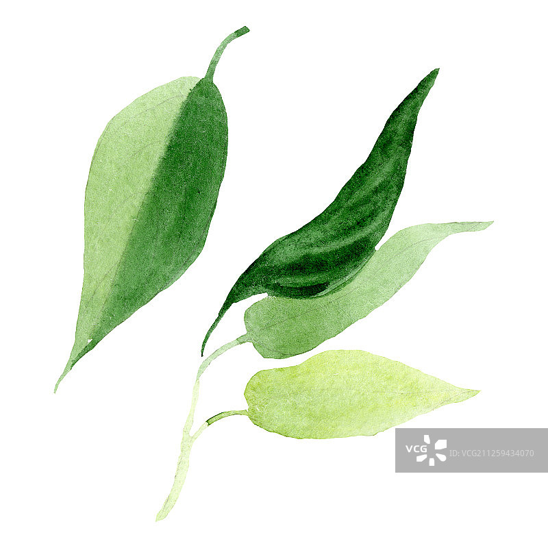 曼陀罗花绿色叶子花卉植物水彩背景。孤立的曼陀罗花插图元素图片素材