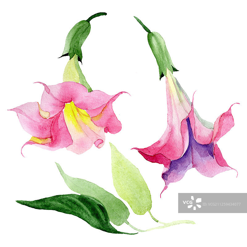 粉色曼陀罗花卉植物水彩背景，曼陀罗花元素插画图片素材