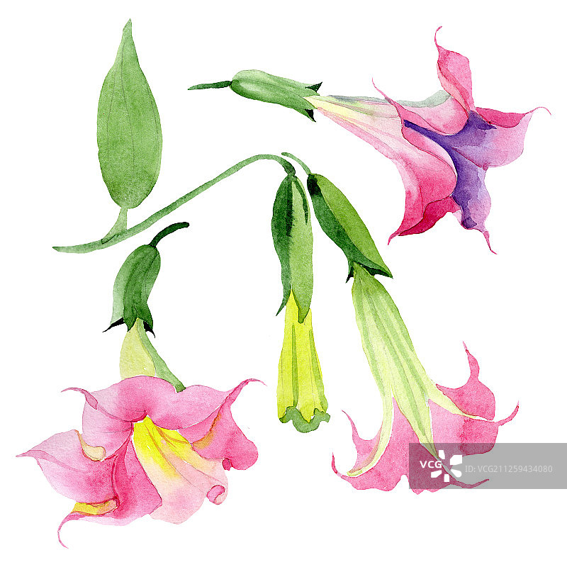 粉色曼陀罗花卉植物水彩背景，曼陀罗花元素插画图片素材