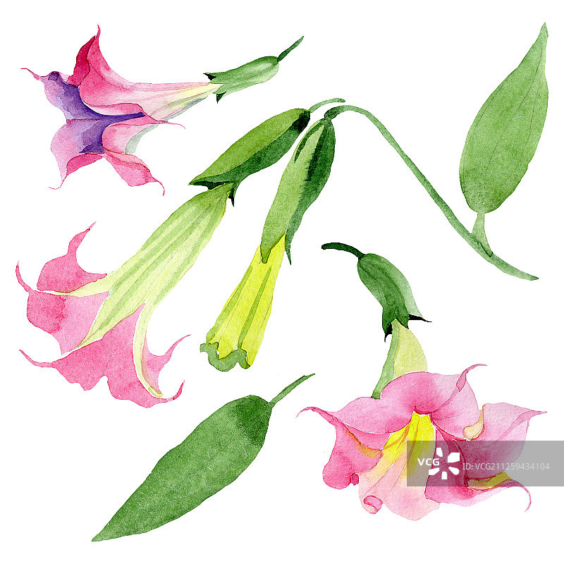 粉色曼陀罗花卉植物水彩背景，曼陀罗花元素插画图片素材