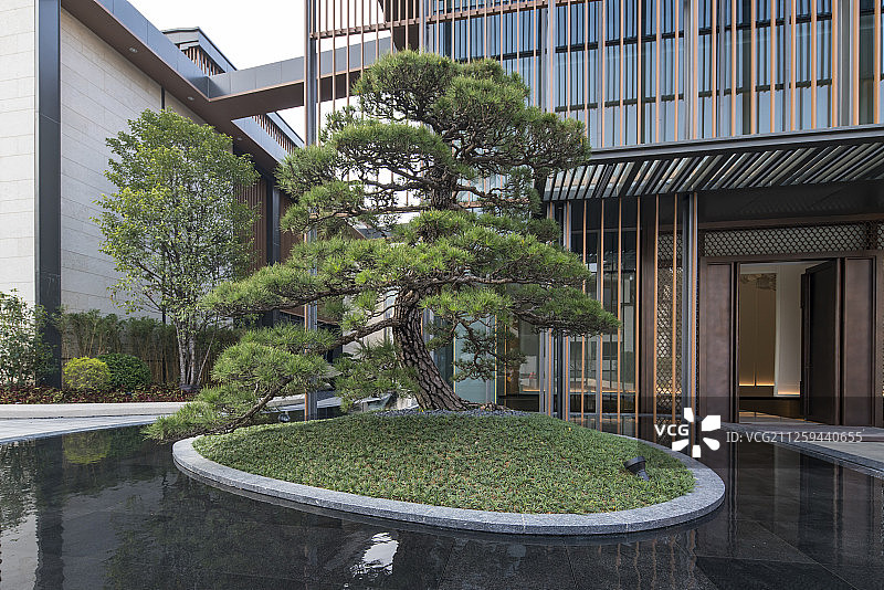 现代建筑前的日本黑松图片素材