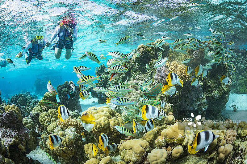 在波拉波拉岛浮潜者观赏珊瑚礁鱼类图片素材