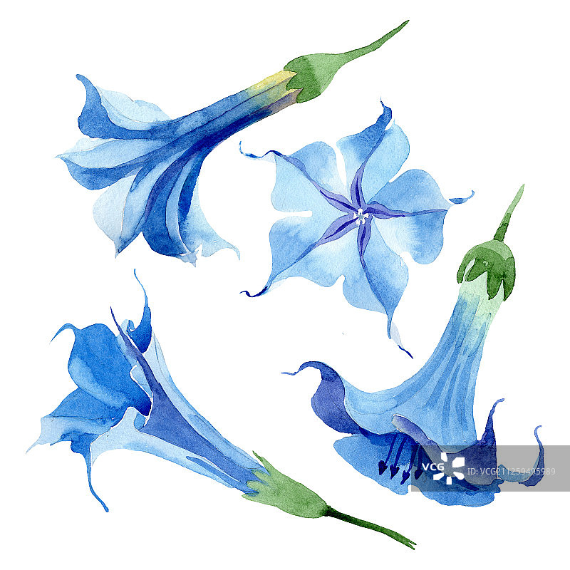 蓝色曼陀罗花卉植物花卉水彩背景套装曼陀罗花卉插图元素图片素材