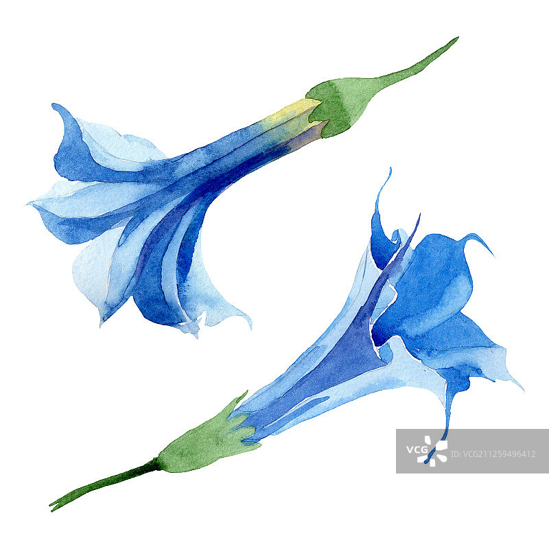 蓝色曼陀罗花卉植物花卉水彩背景套装曼陀罗花卉插图元素图片素材