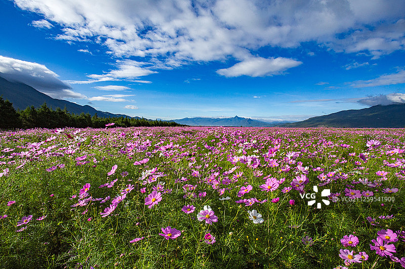 格桑花图片素材