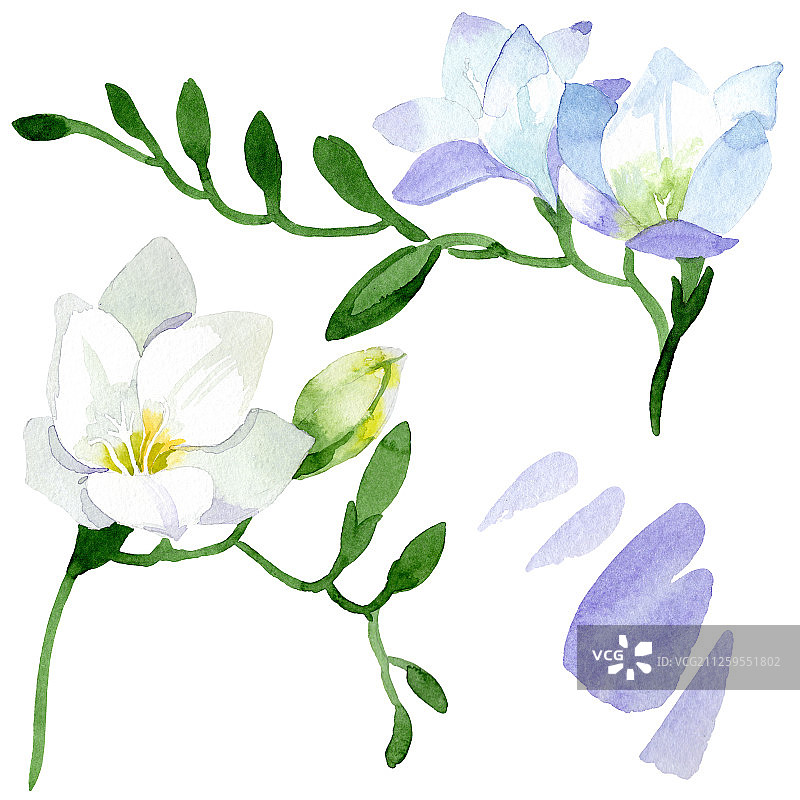 白色小苍兰花卉植物水彩背景插图图片素材