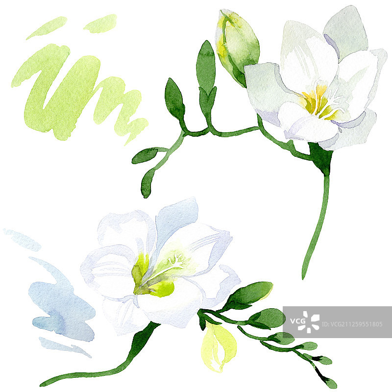 白色小苍兰花卉植物水彩背景插图图片素材