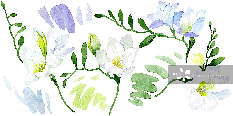 白色小苍兰花卉植物水彩背景插图图片素材