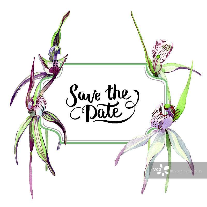 野生兰花植物水彩花卉背景边框插画图片素材