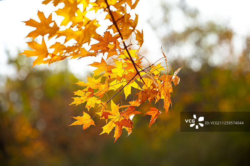 黄枫叶图片素材