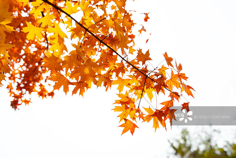 黄枫叶图片素材