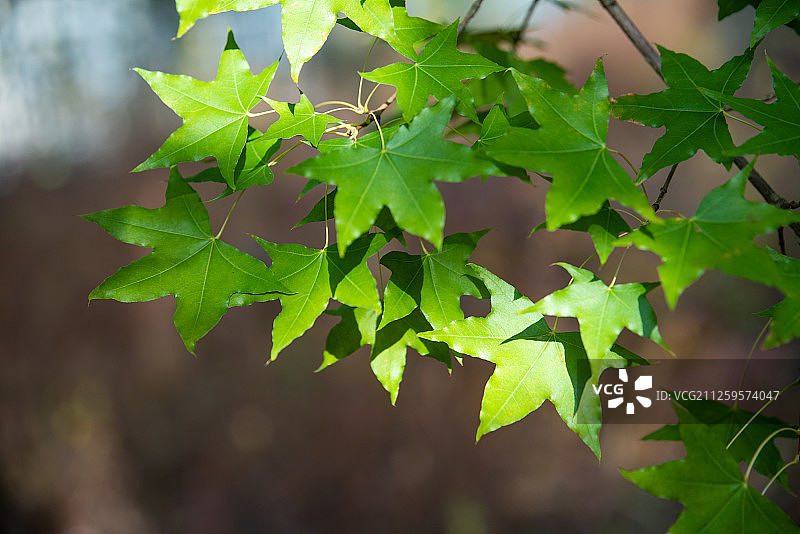 夏季的枫叶图片素材