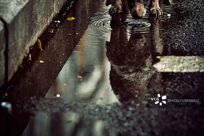 在雨后街道上喝水的一只狗图片素材