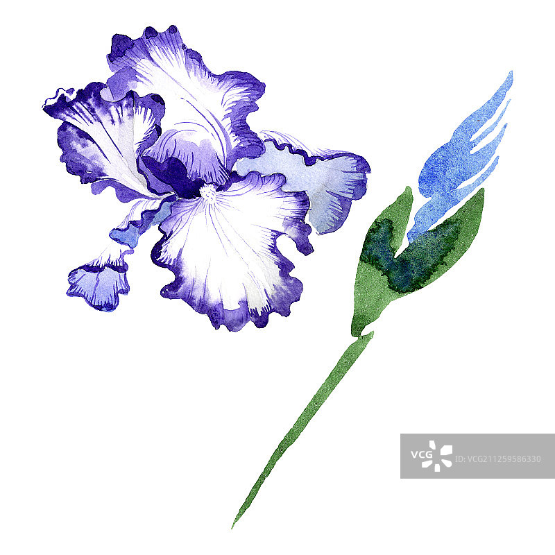 蓝色鸢尾花卉植物。水彩背景插图集。孤立的鸢尾花插图元素。图片素材