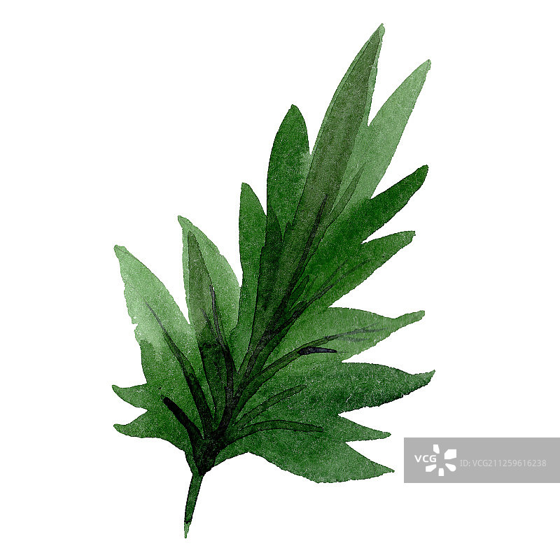 蓝蓟绿色叶子花卉植物花。水彩背景集。孤立的蓝蓟花插图元素。图片素材