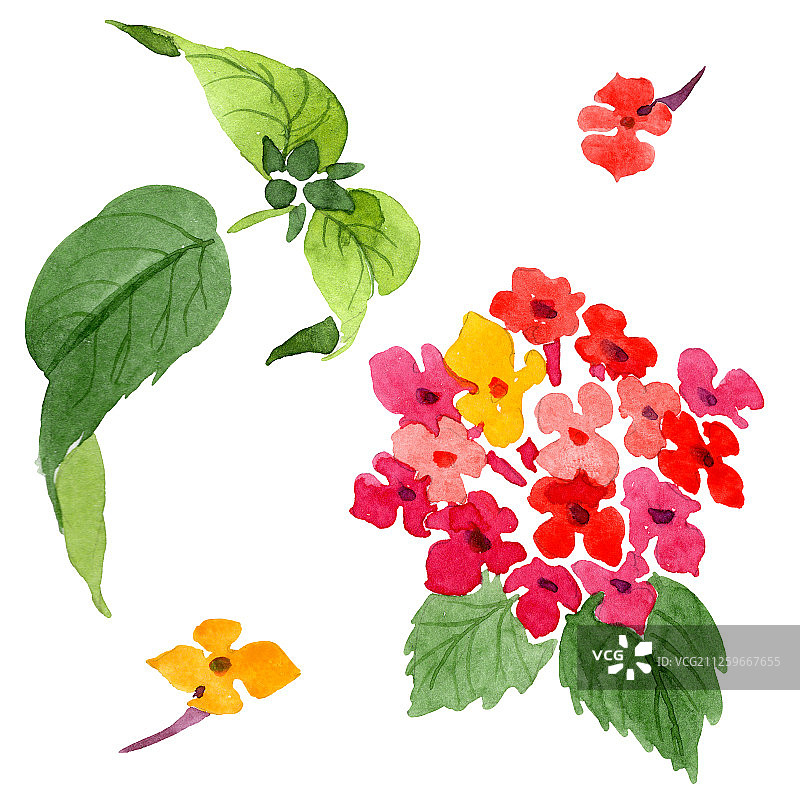 红色马缨丹植物花卉水彩背景插图。孤立的马缨丹插图元素图片素材