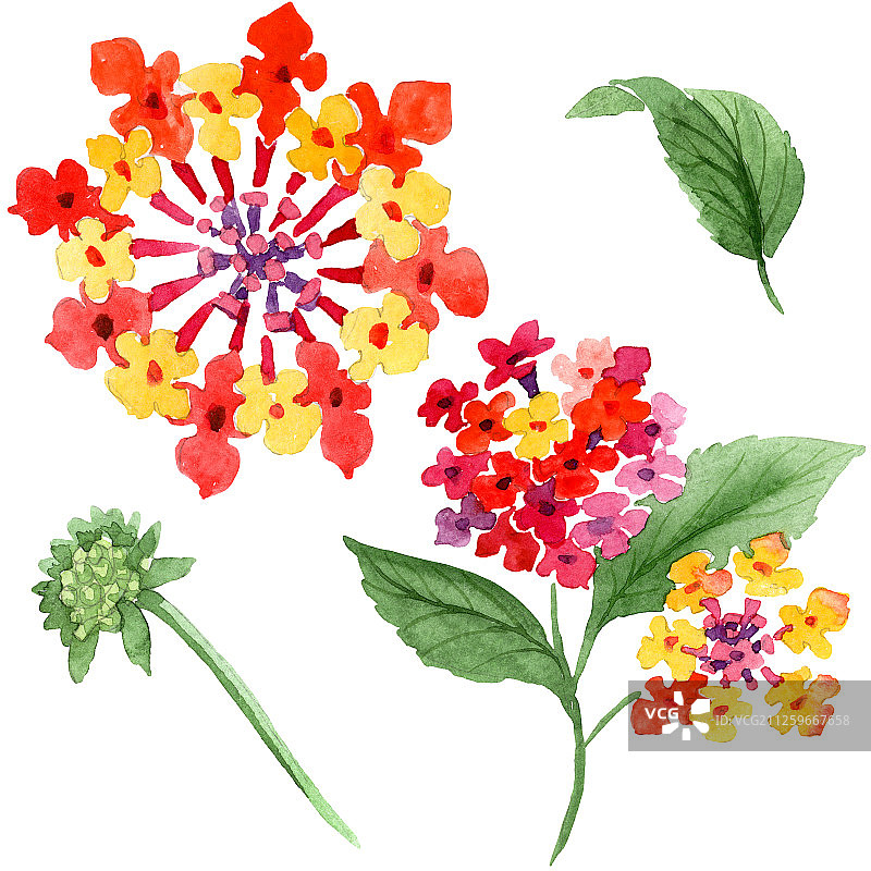 红色马缨丹植物花卉水彩背景插图。孤立的马缨丹插图元素图片素材