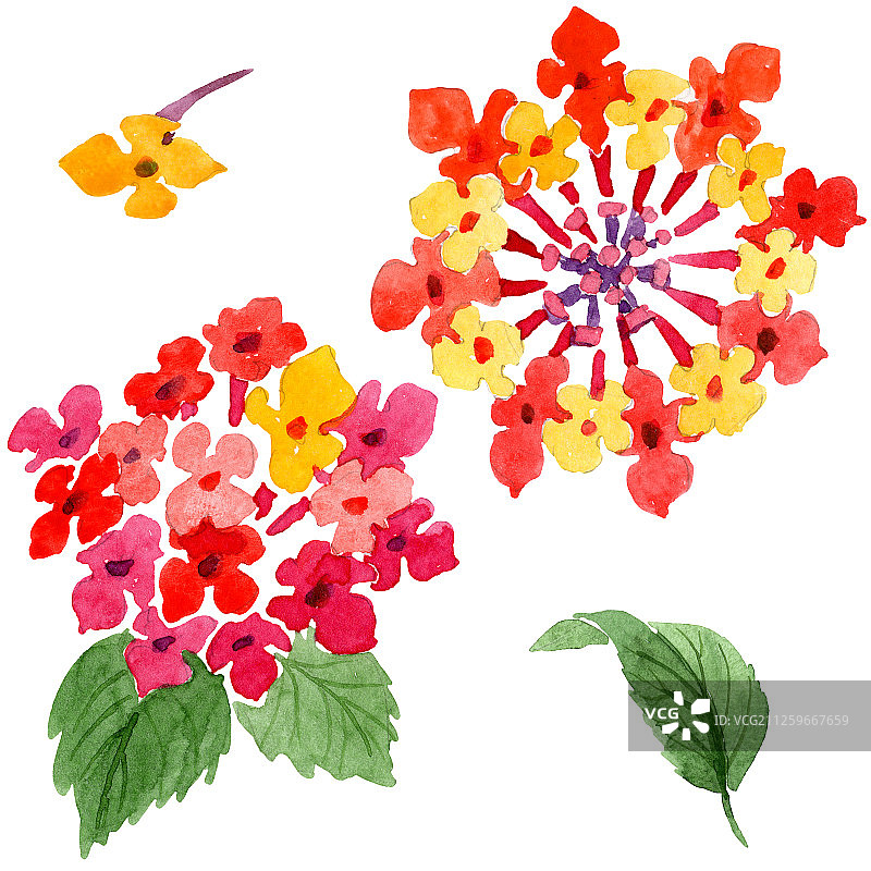 红色马缨丹植物花卉水彩背景插图。孤立的马缨丹插图元素图片素材