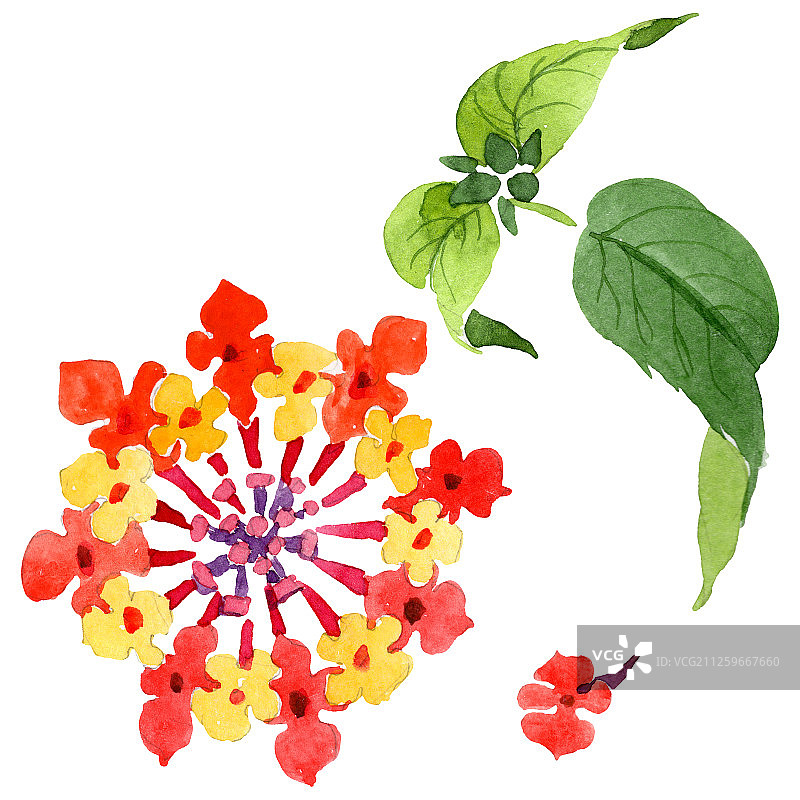 红色马缨丹植物花卉水彩背景插图。孤立的马缨丹插图元素图片素材