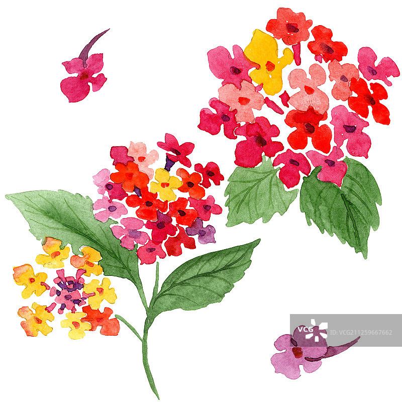 红色马缨丹植物花卉水彩背景插图。孤立的马缨丹插图元素图片素材
