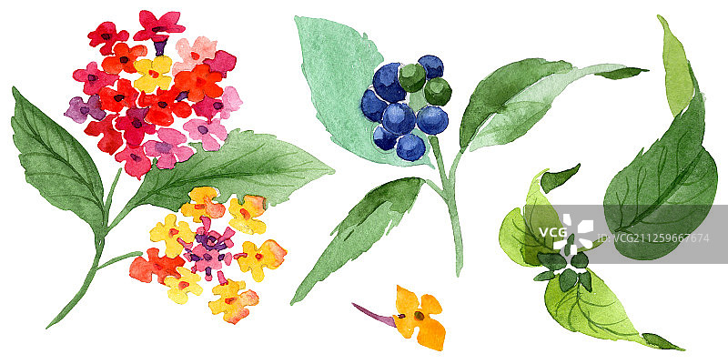 红色马缨丹植物花卉水彩背景插图。孤立的马缨丹插图元素图片素材