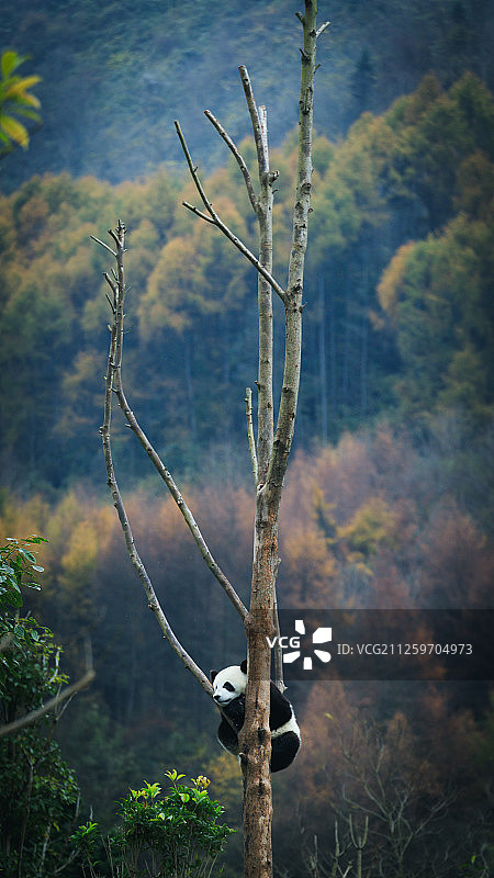 可爱的熊猫图片素材