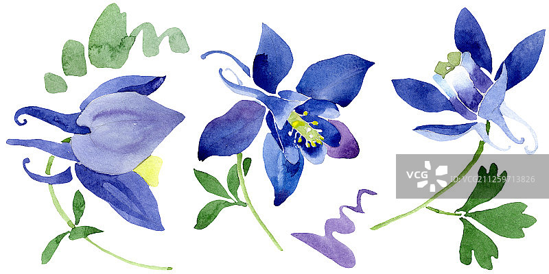 蓝色耧斗菜花卉水彩插画元素图片素材