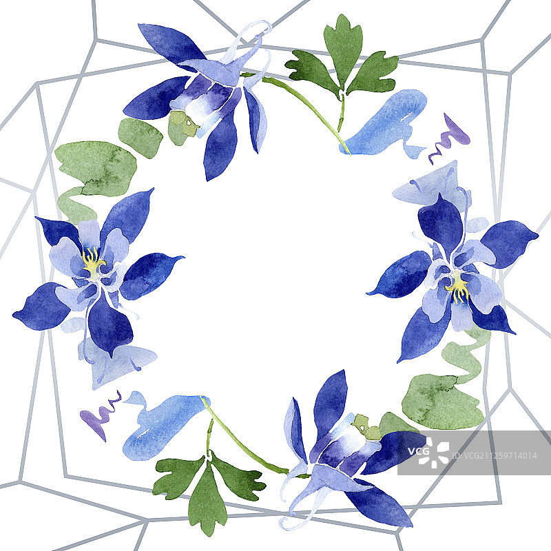 蓝色耧斗菜植物花卉水彩背景插图，边框装饰方块图片素材