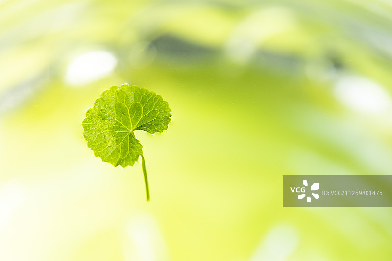 屏东美丽的积雪草图片素材