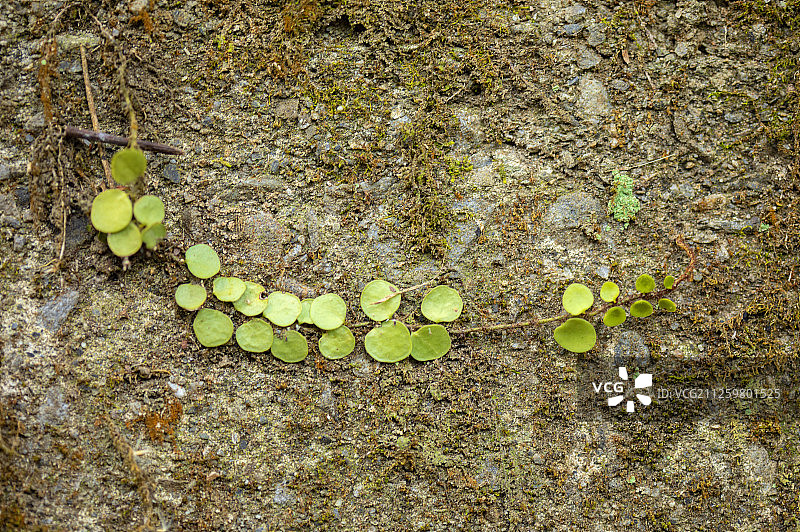 桃园美丽的积雪草图片素材