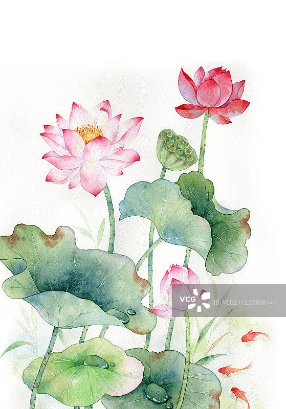 夏日荷花图片素材