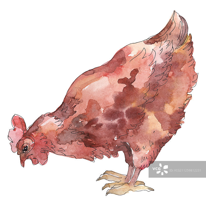 水彩风格的家禽母鸡图片素材