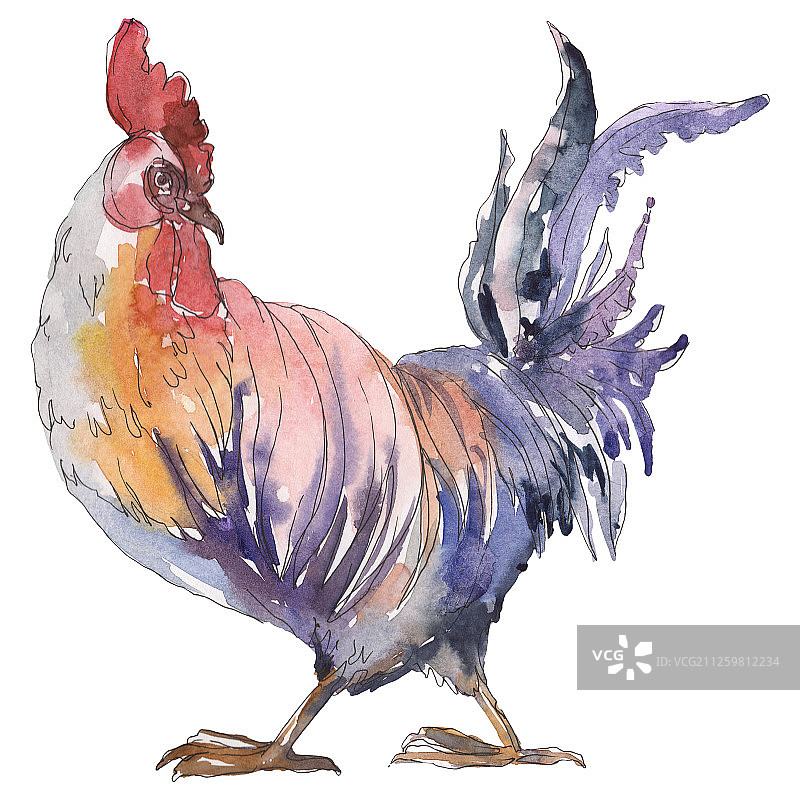 水彩风格的农场动物公鸡，用于背景的水彩野生动物图片素材