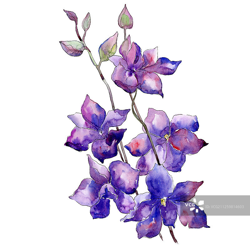 紫色翠雀花花束水彩背景植物花卉插画图片素材