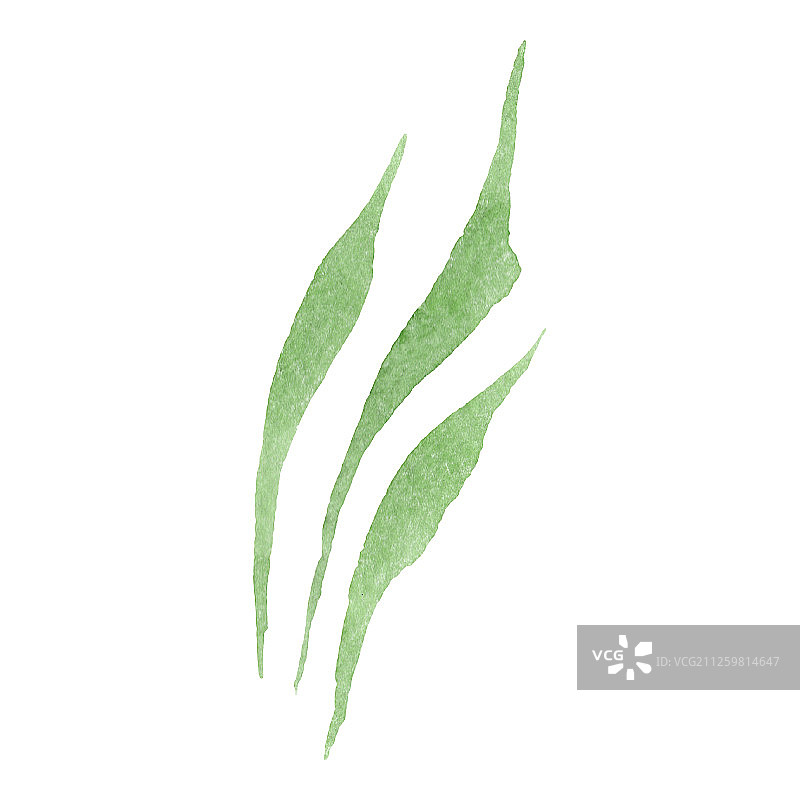 绿色叶子植物花卉水彩背景图片素材