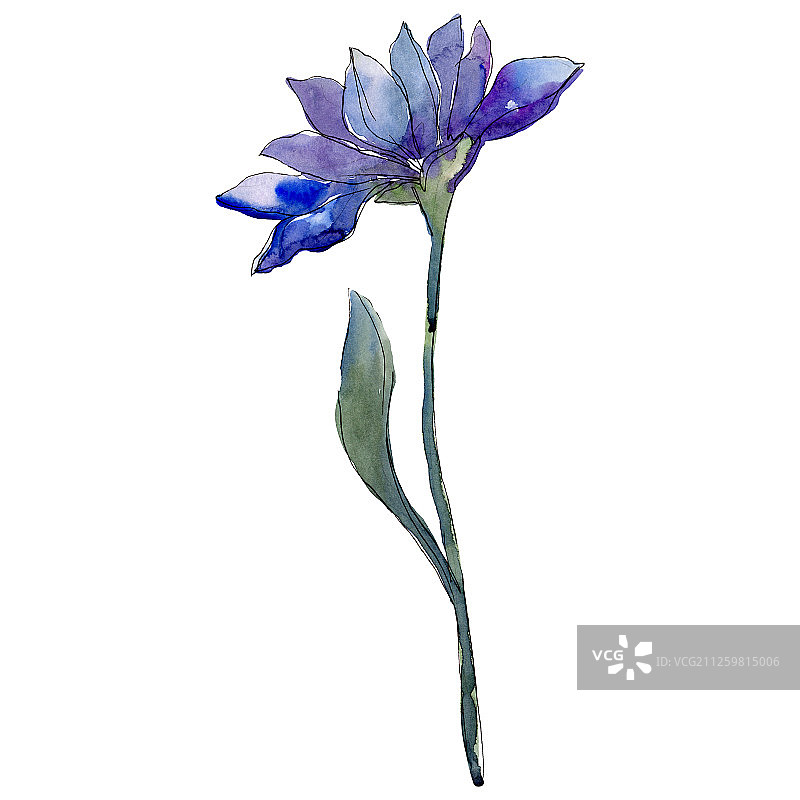 蓝色米迦勒雏菊花卉植物花朵水彩背景，孤立的紫菀插图元素图片素材
