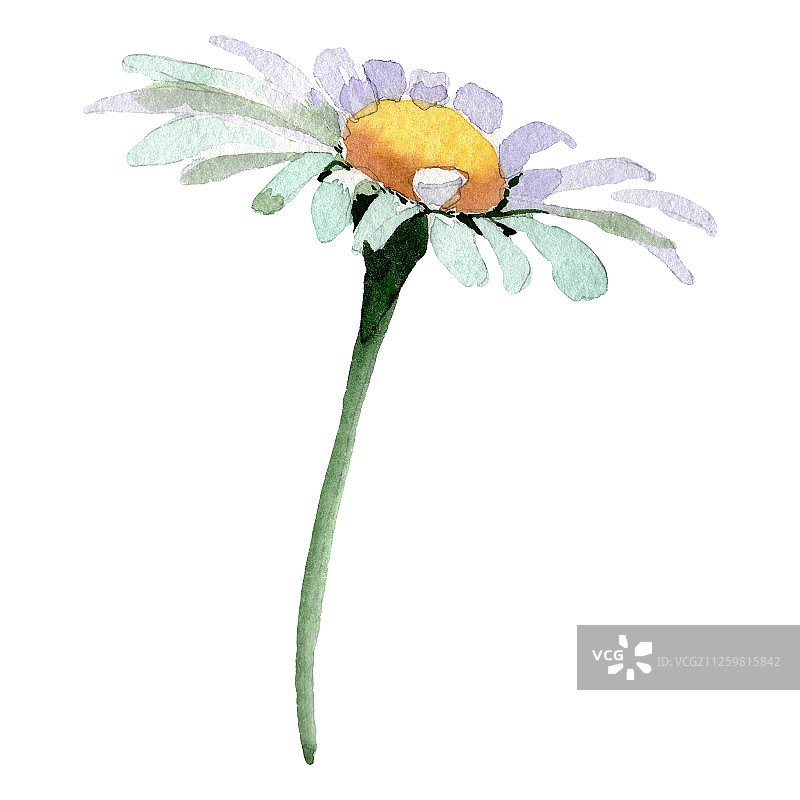 白色雏菊花卉植物花朵水彩背景插图，独立的雏菊元素图片素材