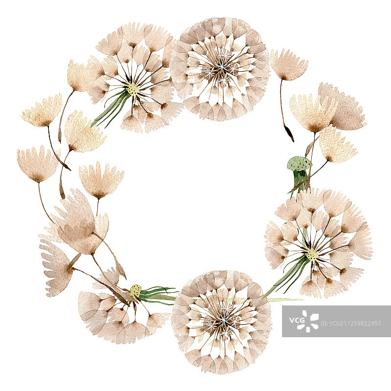 带种子的蒲公英。水彩背景插图。框架边框装饰正方形。图片素材