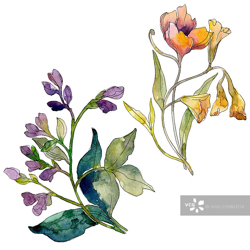 野花花束水彩植物花卉插画元素图片素材