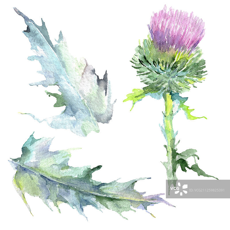 粉色蓟花水彩背景插画图片素材