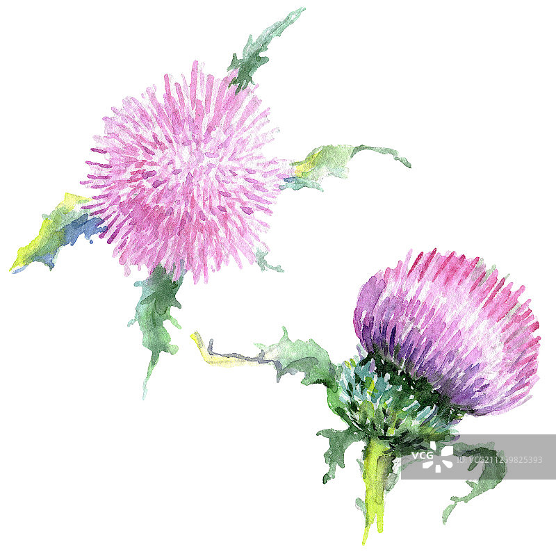粉色蓟花水彩背景插画图片素材