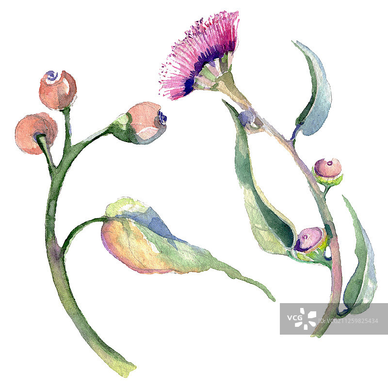 红色桉树植物花卉，水彩背景图案，孤立的桉树元素图片素材