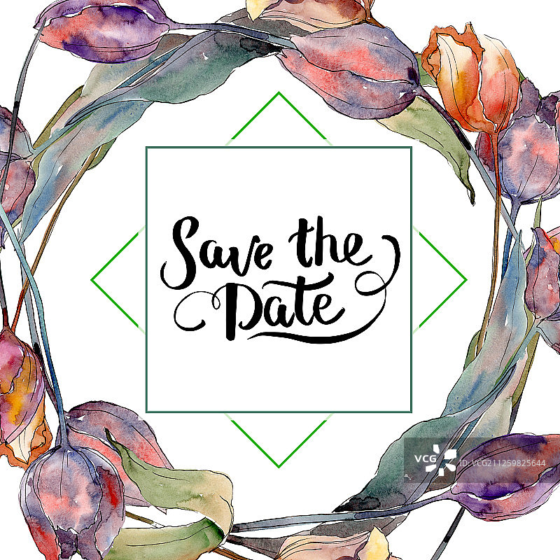 红紫色郁金香花卉水彩背景插画图片素材